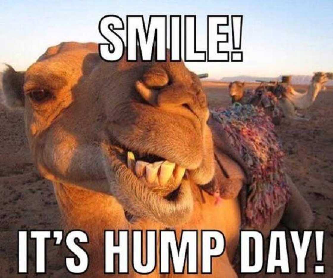 Happy hump day images Happy hump day images