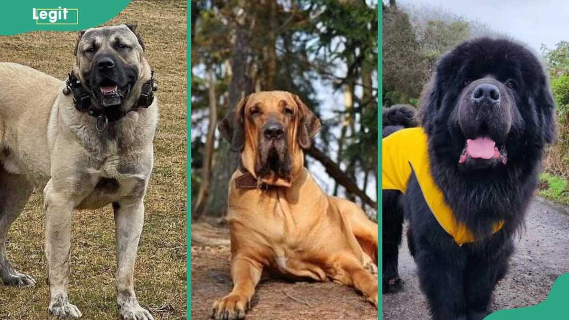 Fila Brasileiro (L), Kanga (C), and Newfoundland (R)