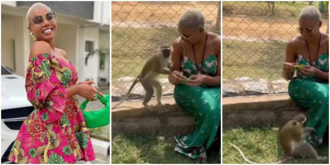 Monkey tries to get under Nancy Isime's dress Monkey tries to get under Nancy Isime's dress