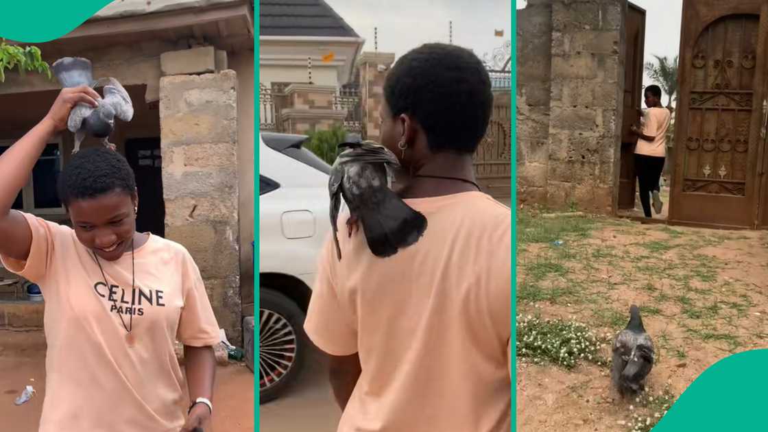 The lady shares videos showing how she relates with her pigeon. The lady shares videos showing how she relates with her pigeon.