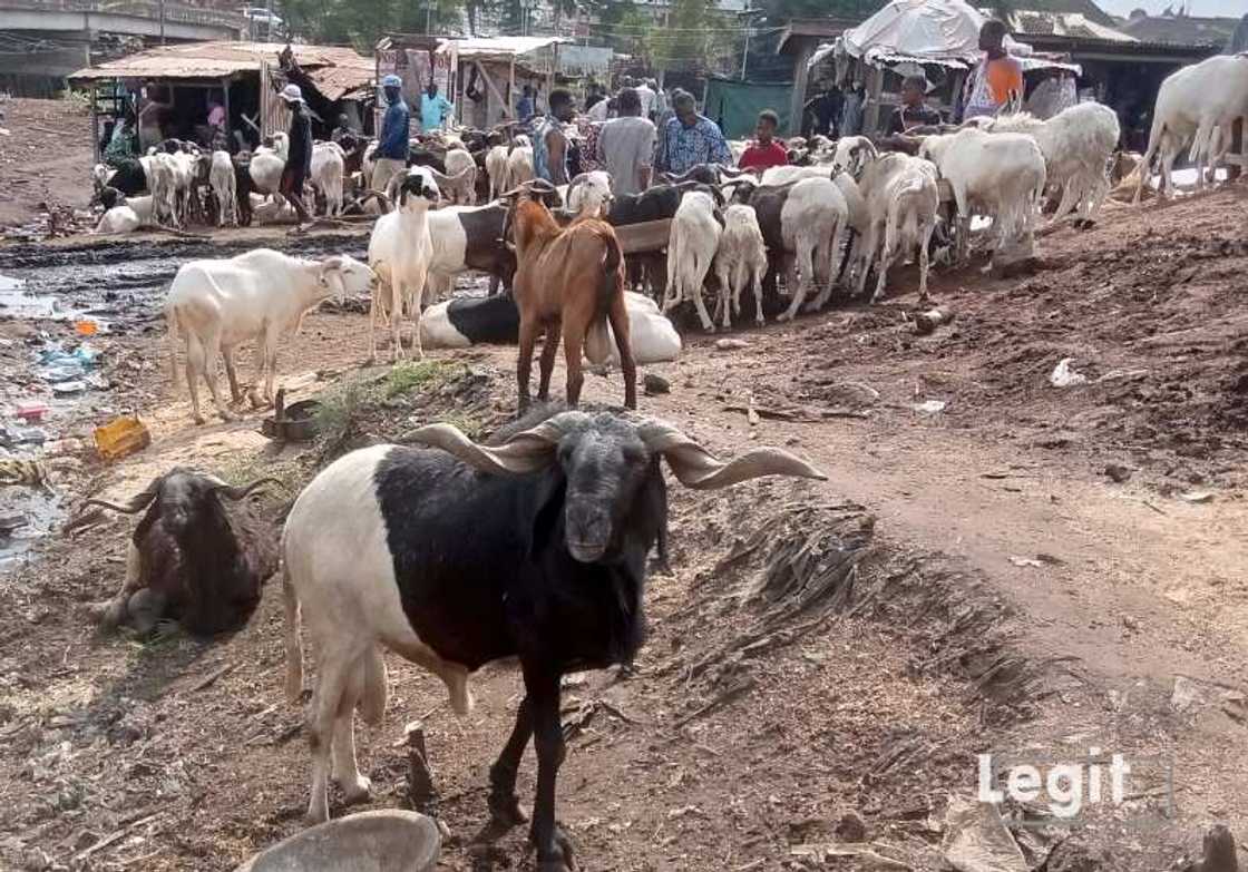 Rams, Eid-el-Kabir, Sallah