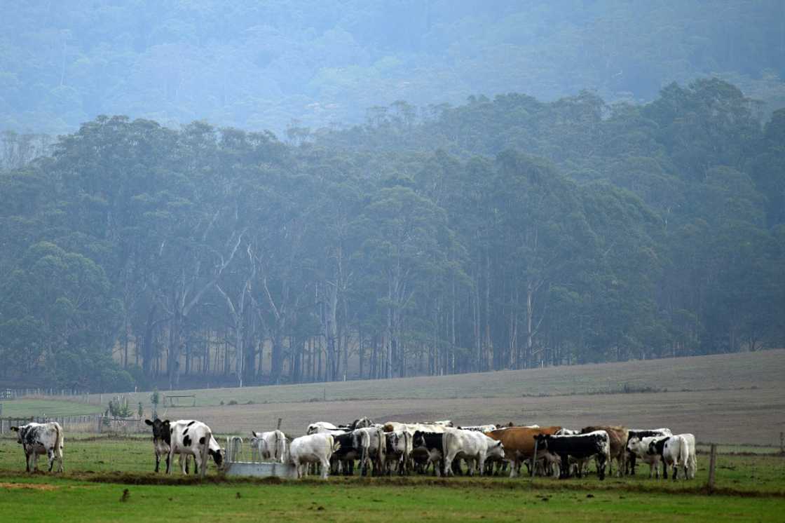 China lifted suspensions on eight Australian slaughterhouses in May 2024 but kept barriers in place for two facilities