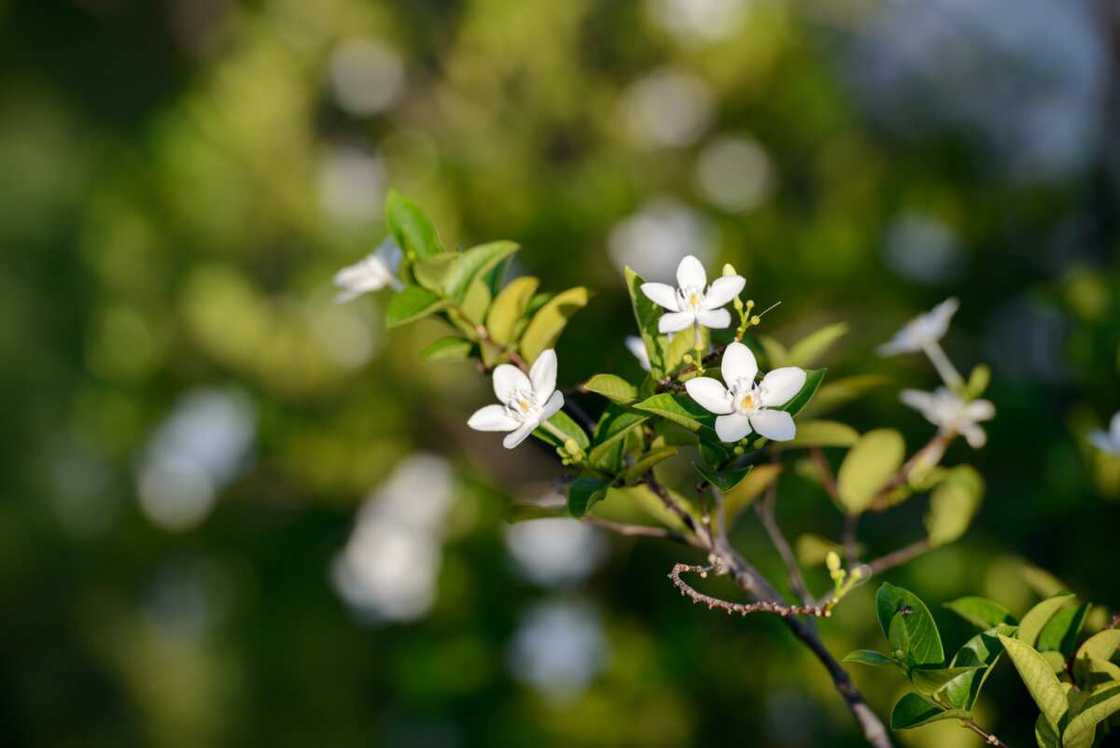 White jasmine flowers