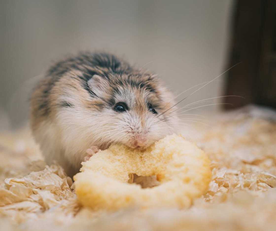 good hamster names good hamster names