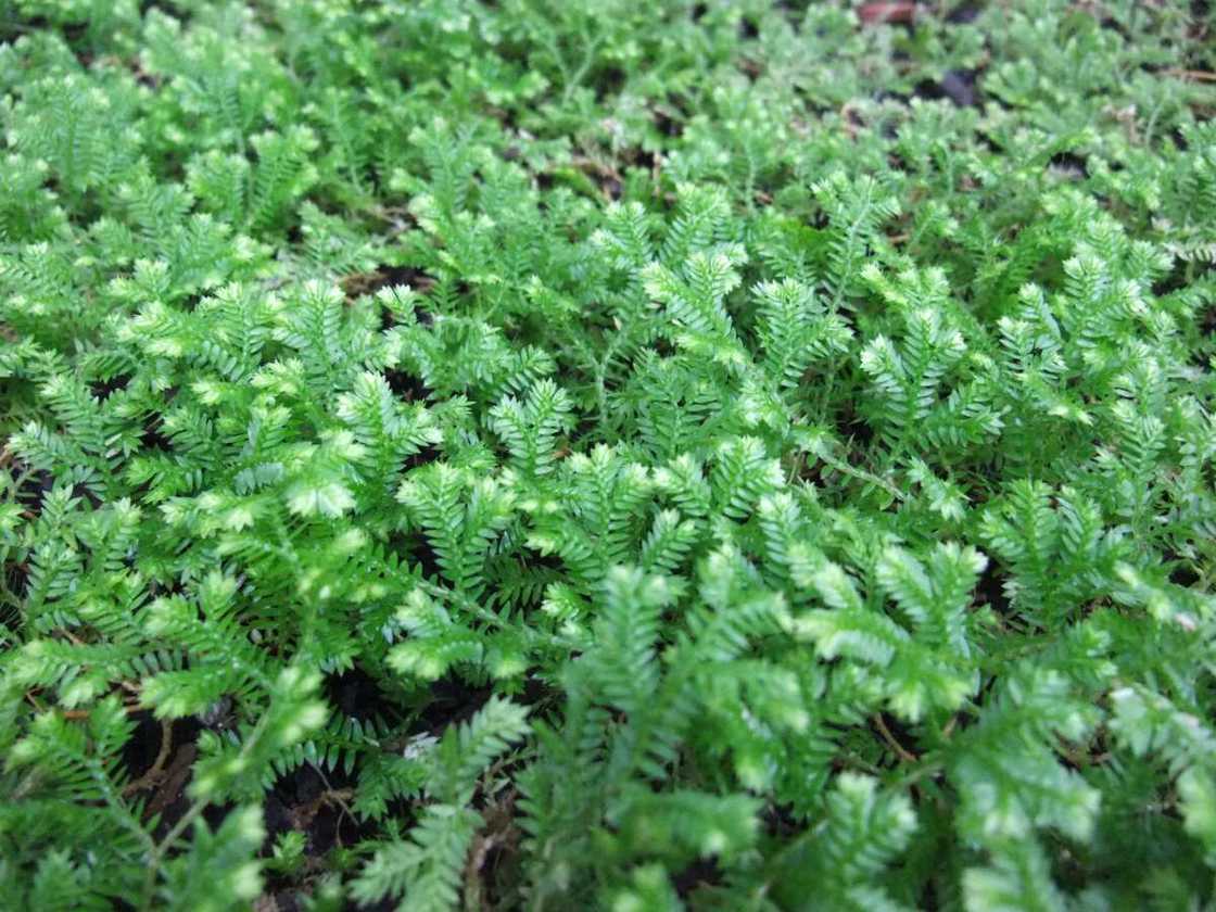 Selaginella kraussiana Selaginella kraussiana