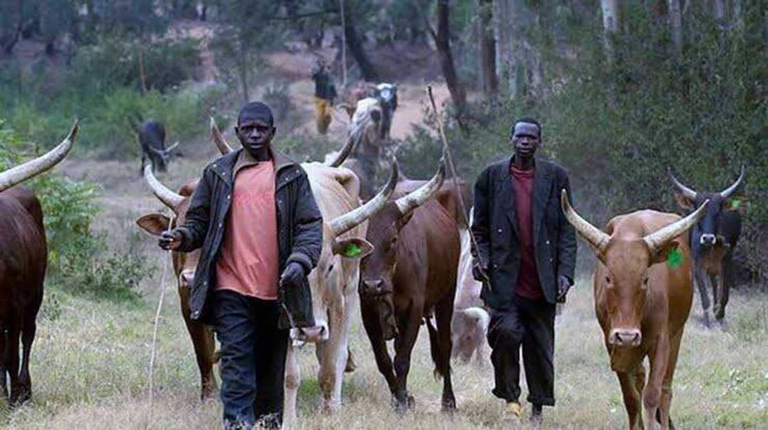 Fulani sun yi alakwarin tona asirin bara gurbin cikinsu Fulani sun yi alakwarin tona asirin bara gurbin cikinsu