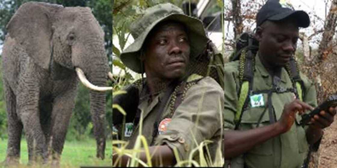 Nigerian man Suleiman Seidu awarded N16 million Naira for saving elephants in Yankari Game Reserve, Bauchi State.