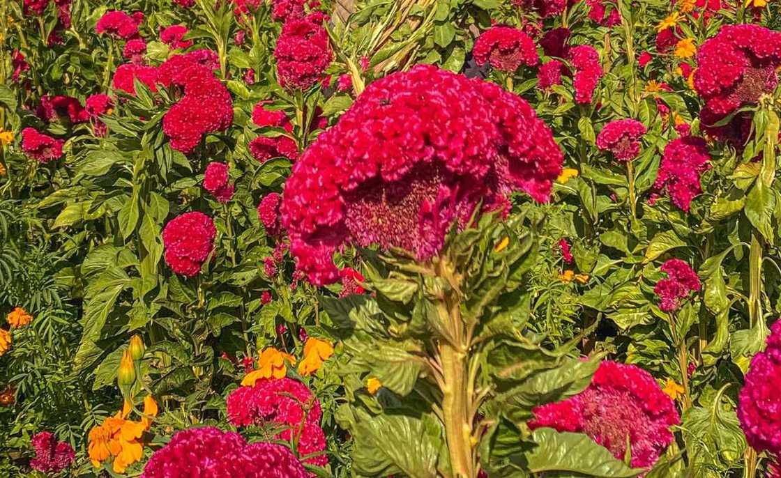 A cockscomb flowers in a field