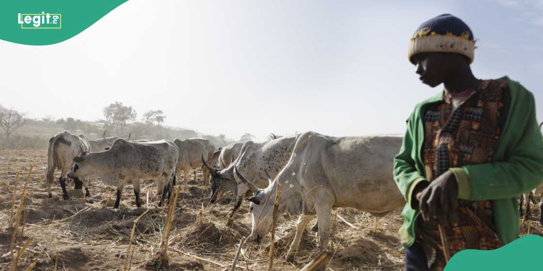 Over 10 people have been confirmed dead while others have gone missing in a recent attack by suspected herdsmen in Ebonyi state. Over 10 people have been confirmed dead while others have gone missing in a recent attack by suspected herdsmen in Ebonyi state.