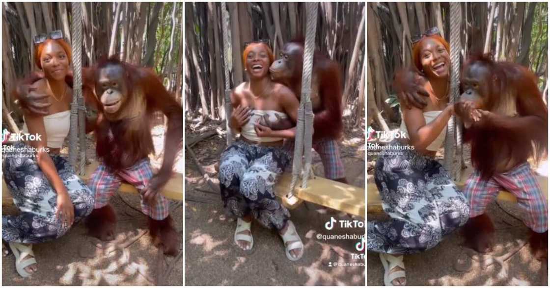 Funny video of monkey and lady. monkey kisses lady Funny video of monkey and lady. monkey kisses lady