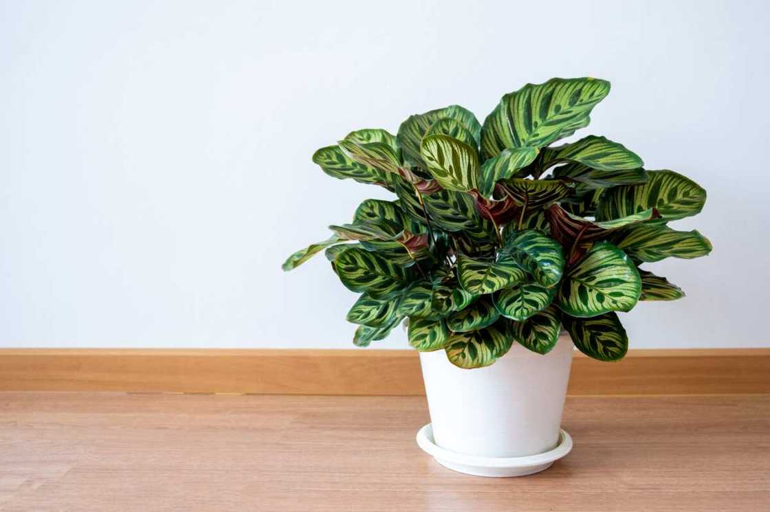 houseplants that don't need sunlight