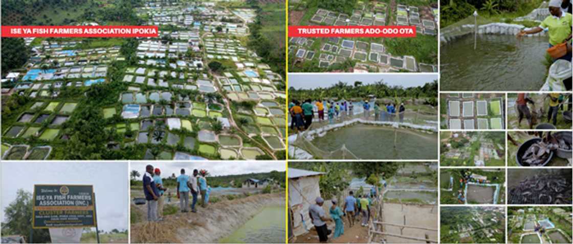 Ogun state’s agriculture boom drives economic growth under Governor Abiodun