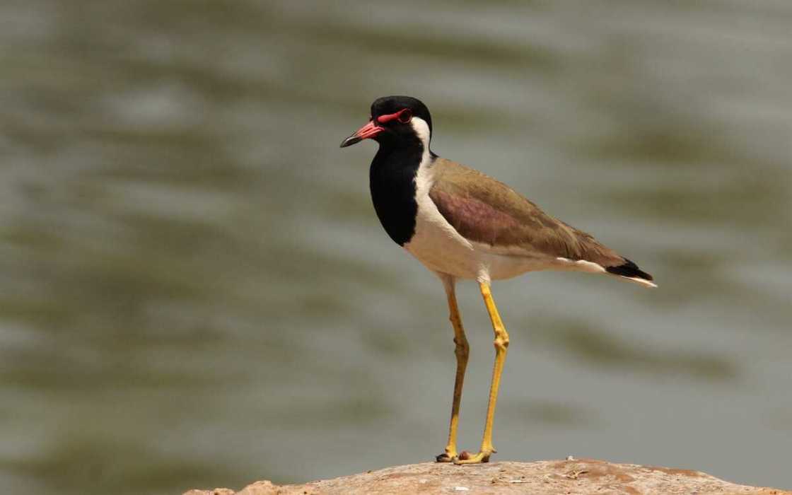 Red-wattled lapwing