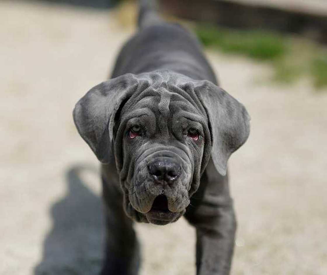 Neapolitan Mastiff Neapolitan Mastiff
