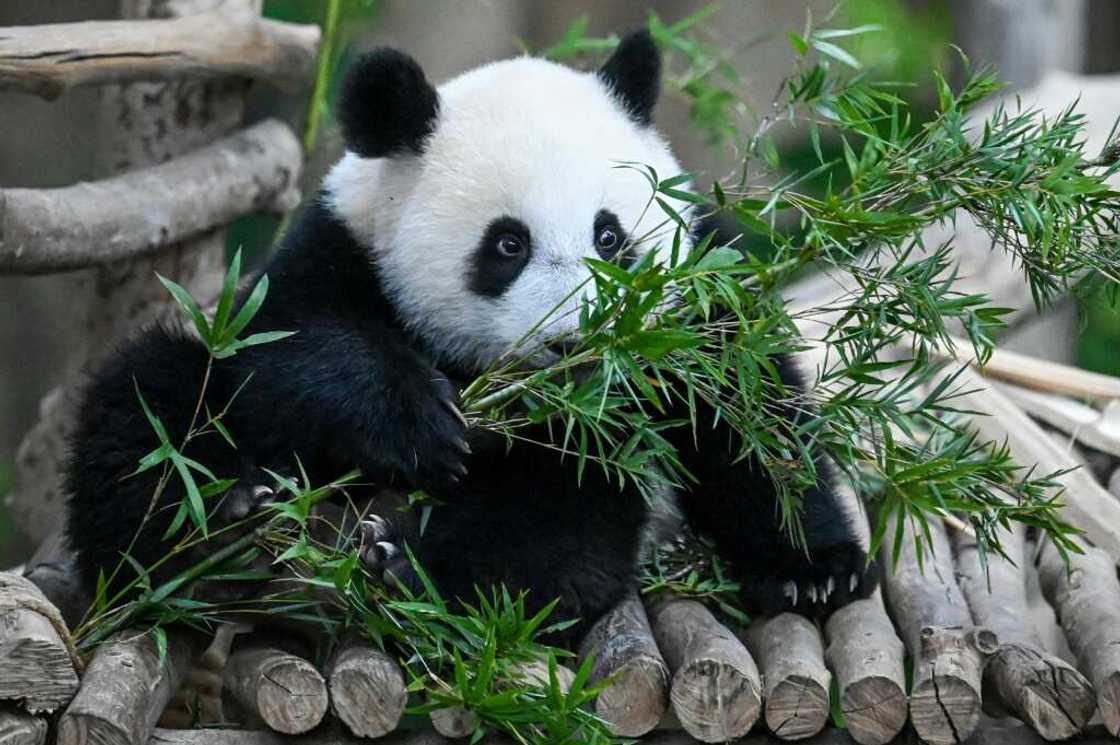Pandas eat for up to 15 hours a day and an adult panda can consume 45kg of bamboo a day Pandas eat for up to 15 hours a day and an adult panda can consume 45kg of bamboo a day