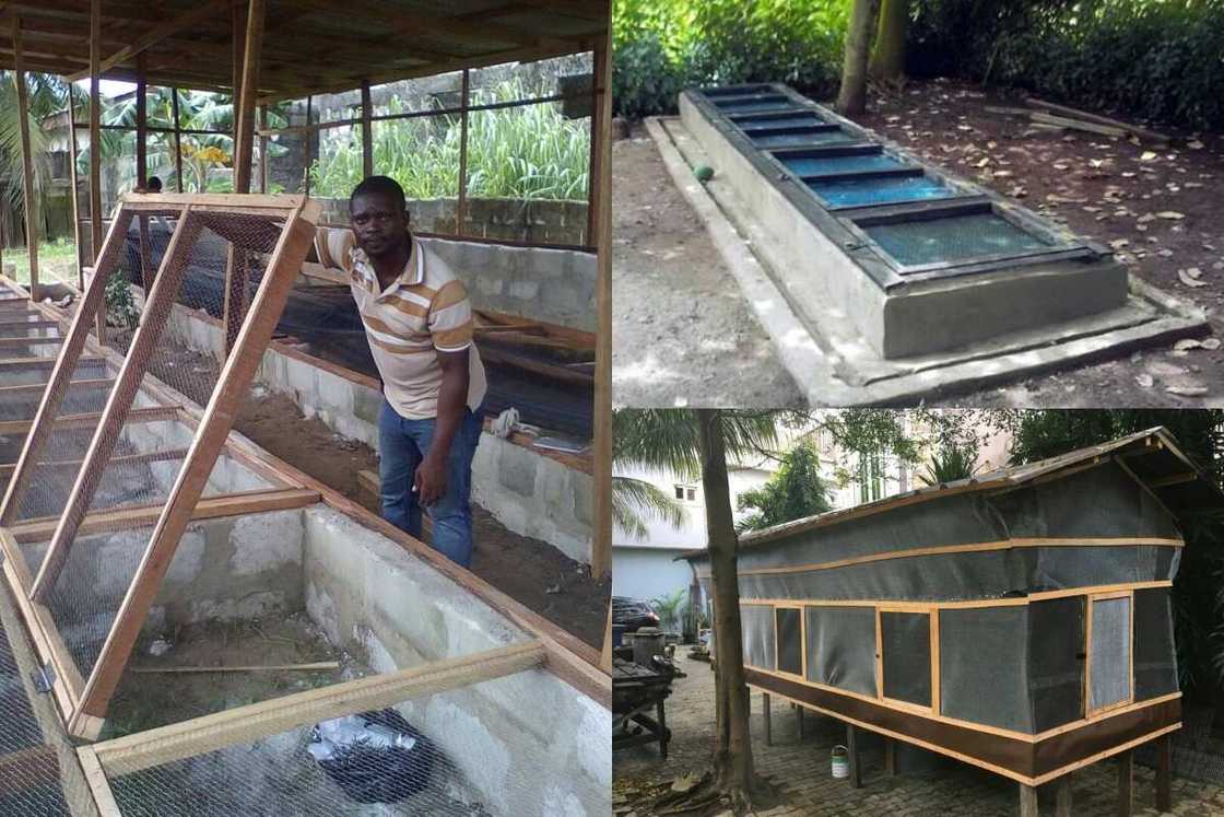 problems of snail farming in Nigeria problems of snail farming in Nigeria