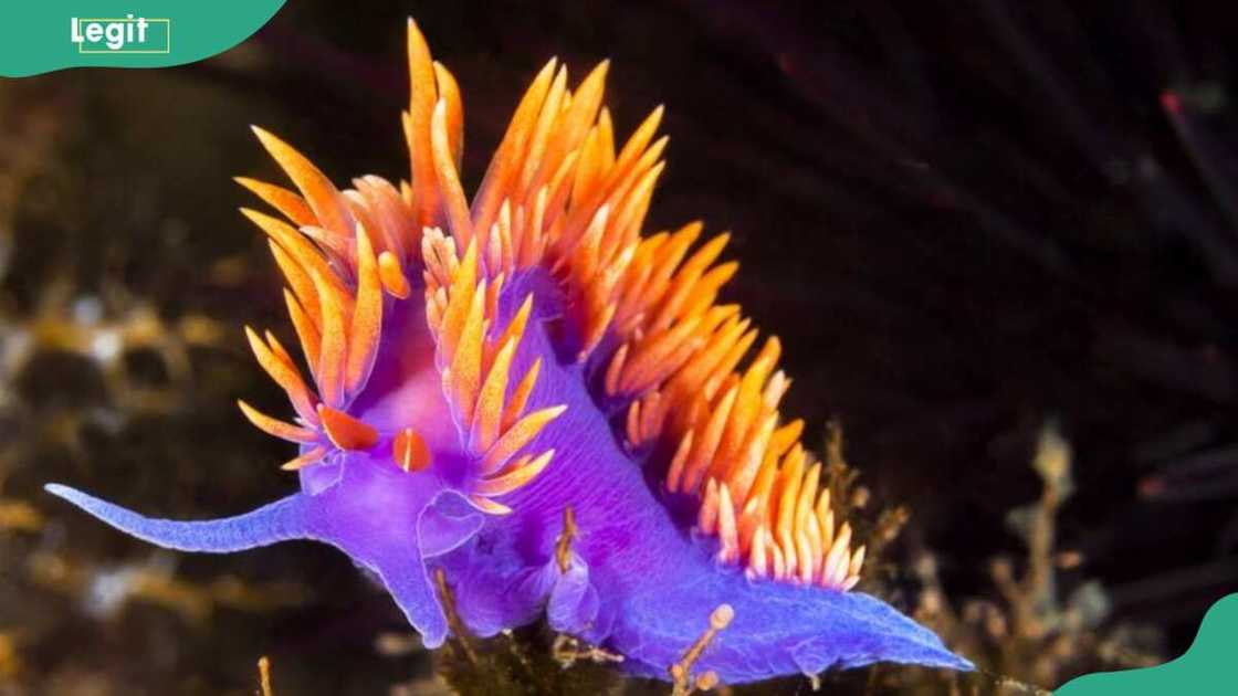 A Spanish shawl in the ocean A Spanish shawl in the ocean