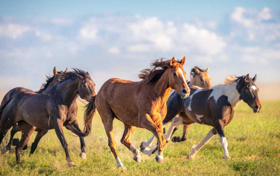 le plus beau cheval du monde