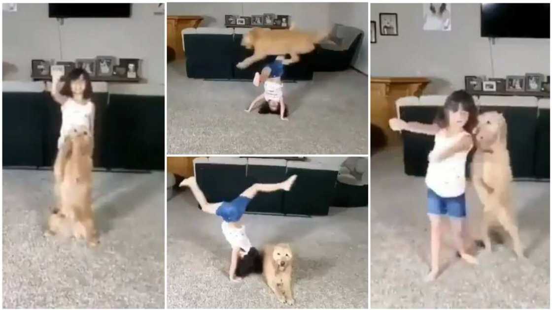 The dog and the little girl show that they really understand each other.
Photo source: Twitter/@cctv_idiots The dog and the little girl show that they really understand each other.
Photo source: Twitter/@cctv_idiots