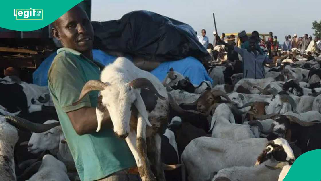 How Sallah meat surplus left Kano Suya sellers struggling revealed/Kano news How Sallah meat surplus left Kano Suya sellers struggling revealed/Kano news
