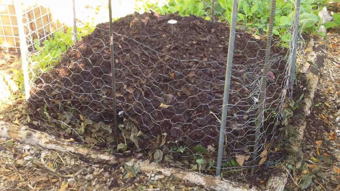 how to dispose of vegetable oil how to dispose of vegetable oil
