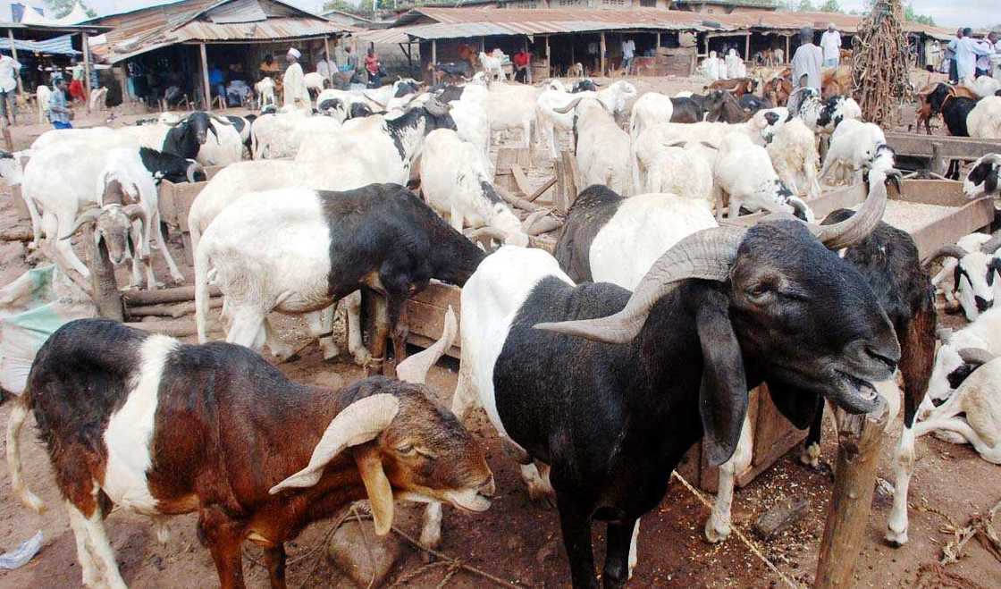 Babbar Sallah: Dillalan raguna sun fara kokawa, sun ce ga raguna birjik babu mai saye Babbar Sallah: Dillalan raguna sun fara kokawa, sun ce ga raguna birjik babu mai saye