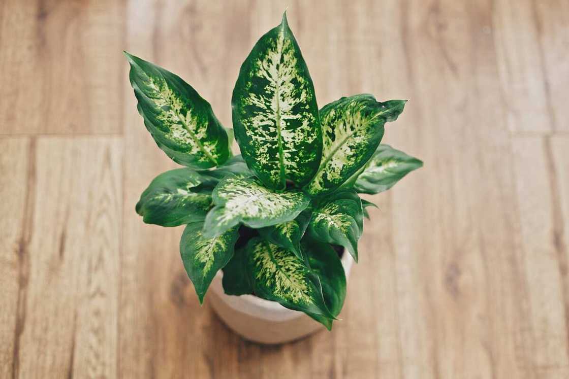 small plants that don't need sun small plants that don't need sun