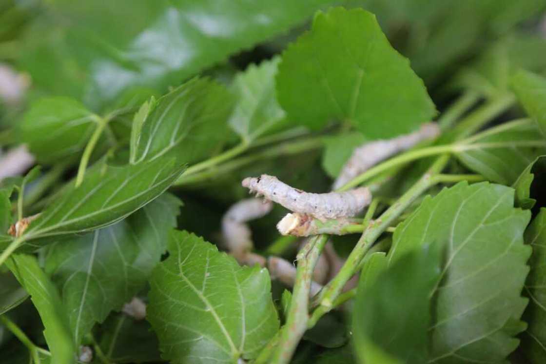 A caterpillar munches on a mulberry leaf