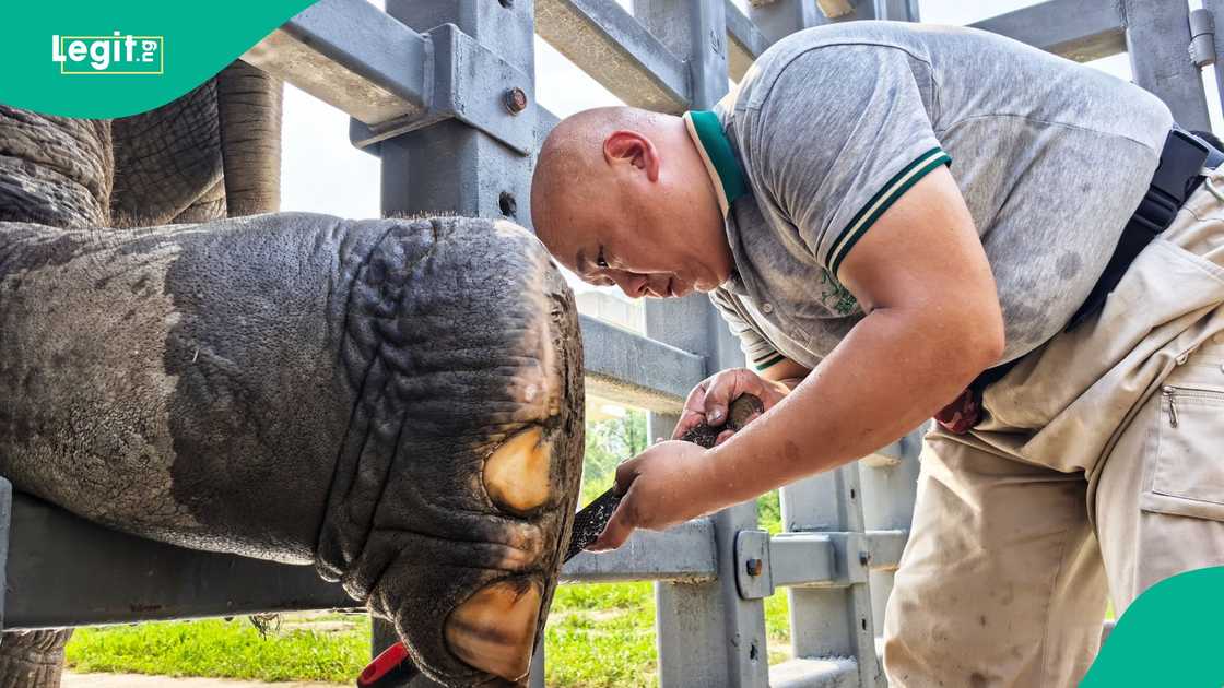 An elephant has went after a tourist in India zoo, and injured the man.