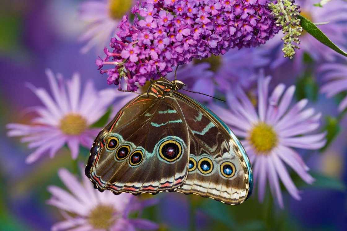 Blue Morpho with eye spots comouflage