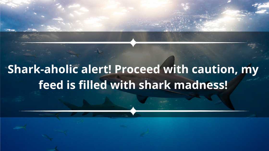 Shark puns captions Shark puns captions