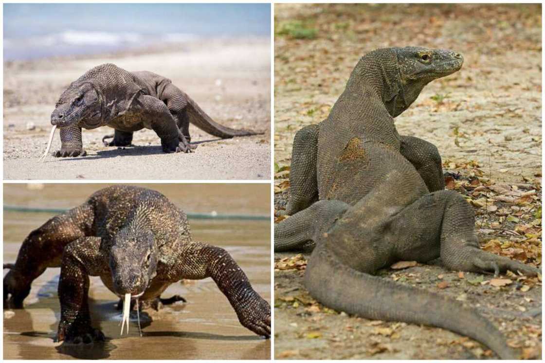 Creepist animals Creepist animals