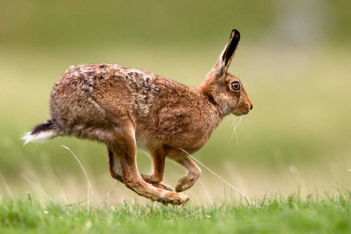 Fastest animals