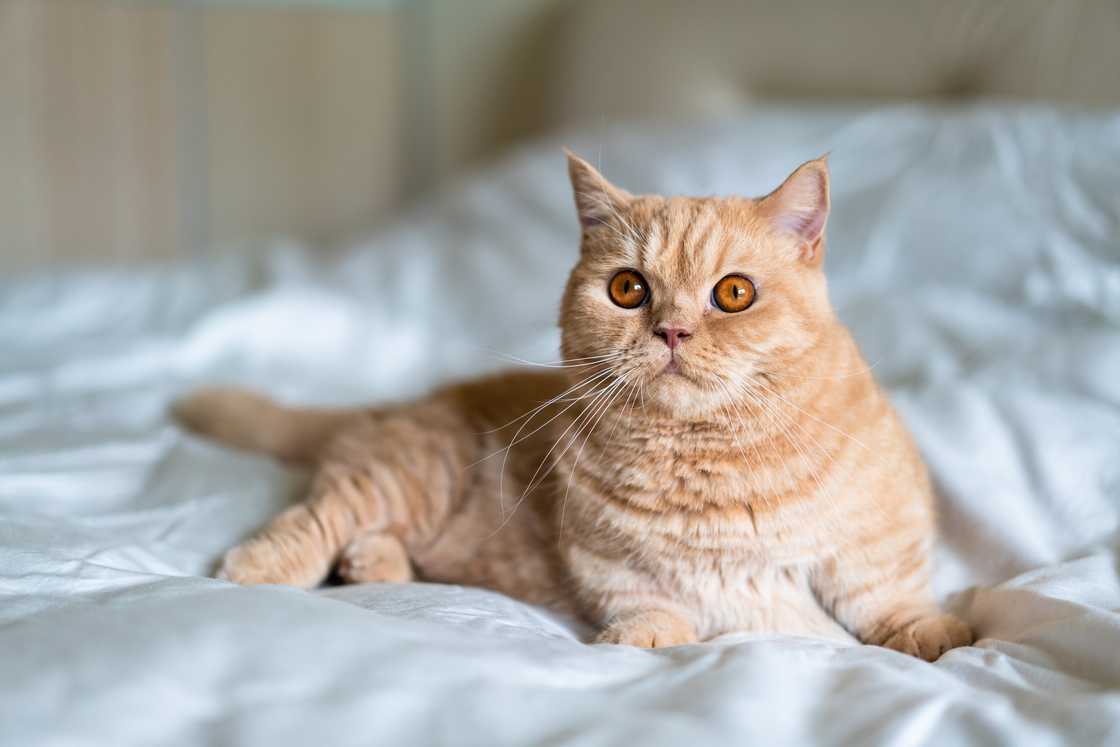 A lovely Munchkin cat on the bed.