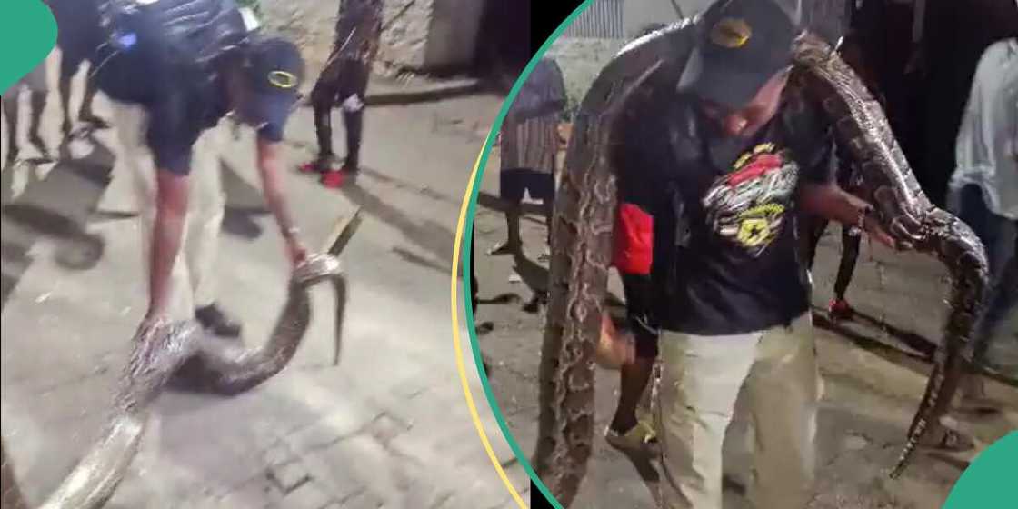 Python killed in Dolphin Estate, Lagos