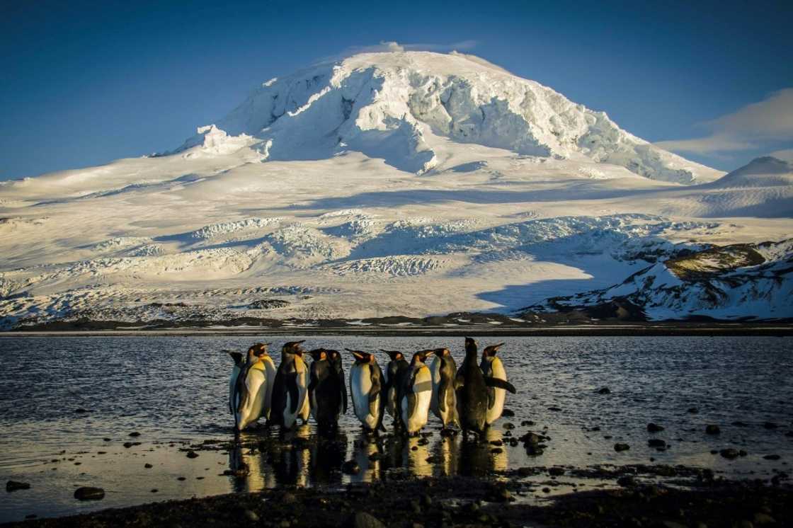 A waddle of King penguins, some of the only inhabitants of the Australian territory of Heard Island -- which is among those targeted by US President Donald Trump's tariffs A waddle of King penguins, some of the only inhabitants of the Australian territory of Heard Island -- which is among those targeted by US President Donald Trump's tariffs