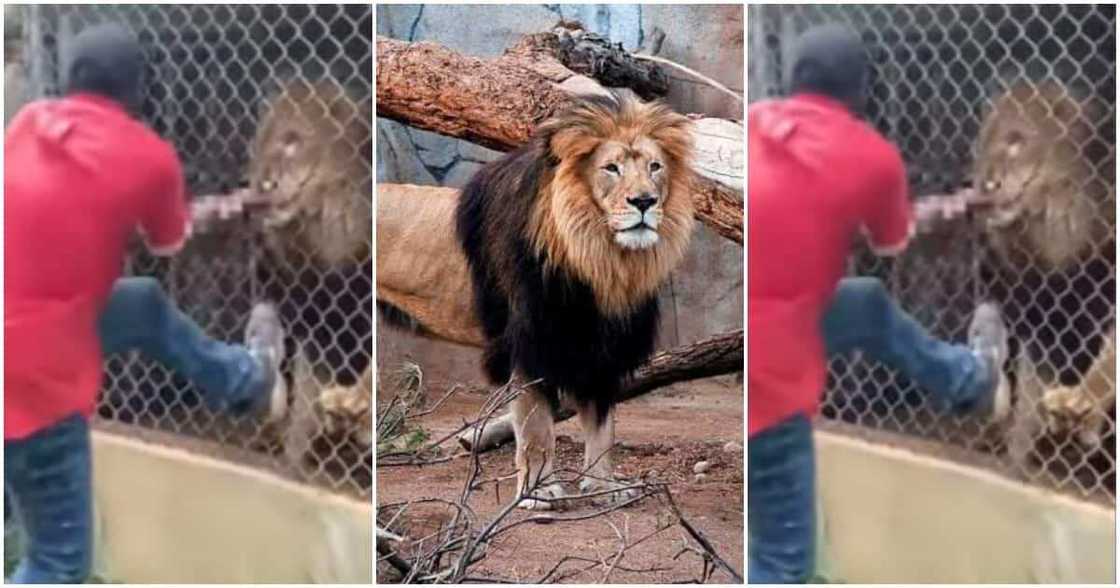 Zookeeper Loses Finger After Lion Bites Him. Zookeeper Loses Finger After Lion Bites Him.