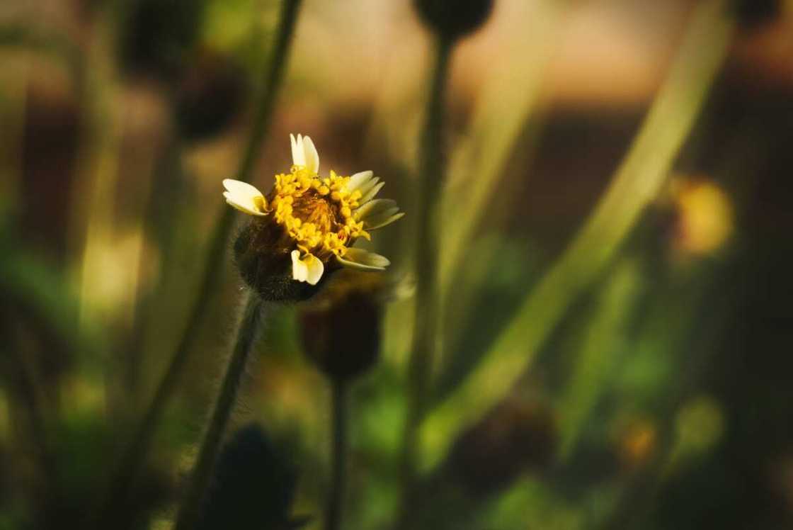 common nigerian weeds and their botanical names common nigerian weeds and their botanical names