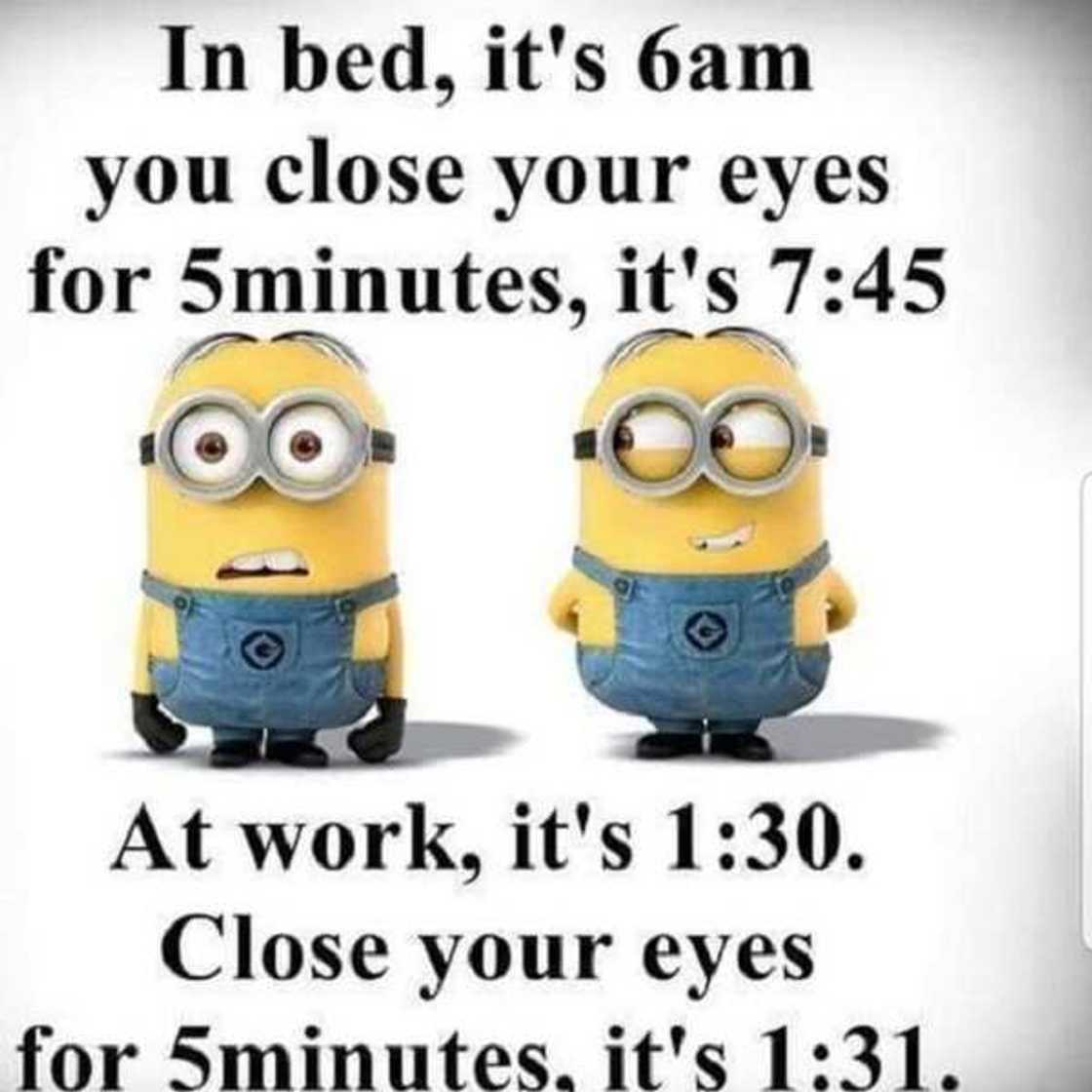 minion memes minion memes