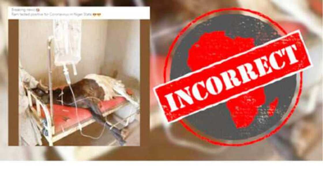 Shin da gaske ne rago ya kamu da coronavirus a Arewacin Nigeria? Shin da gaske ne rago ya kamu da coronavirus a Arewacin Nigeria?