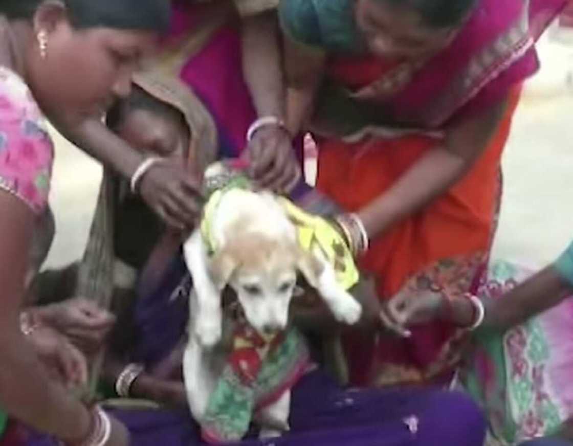 Hotunan auren yara 2 da karnuka bayan sun fara fitar da hakora ta dasashin sama Hotunan auren yara 2 da karnuka bayan sun fara fitar da hakora ta dasashin sama