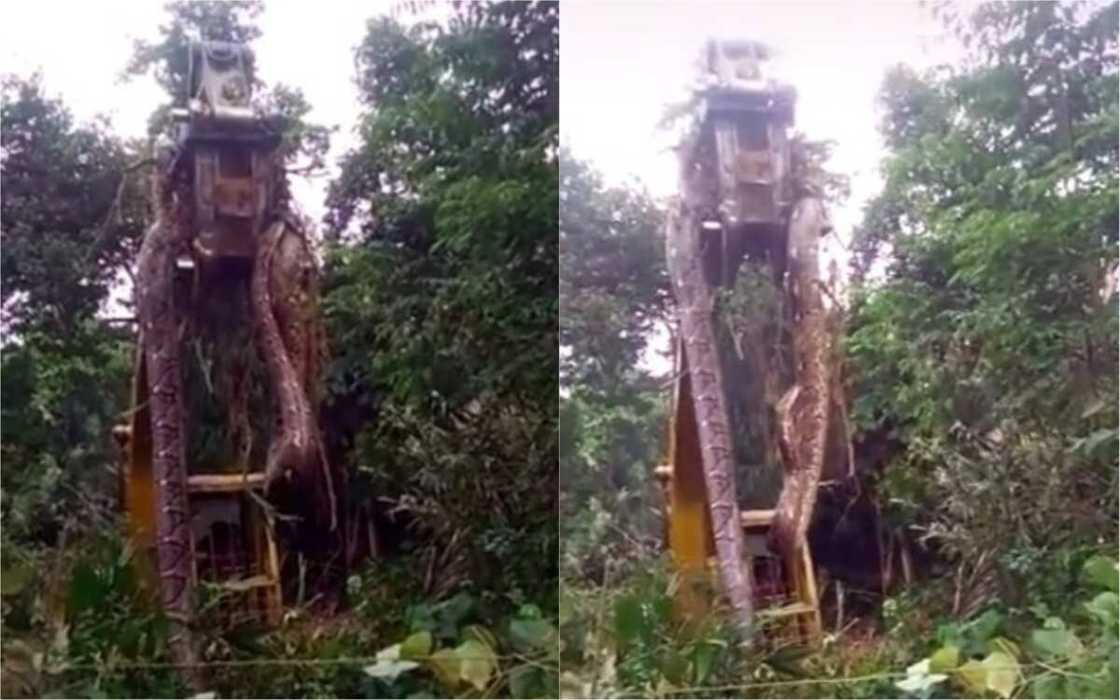 Bidiyo da hotunan maciji mafi girma da aka taba gani a duniya