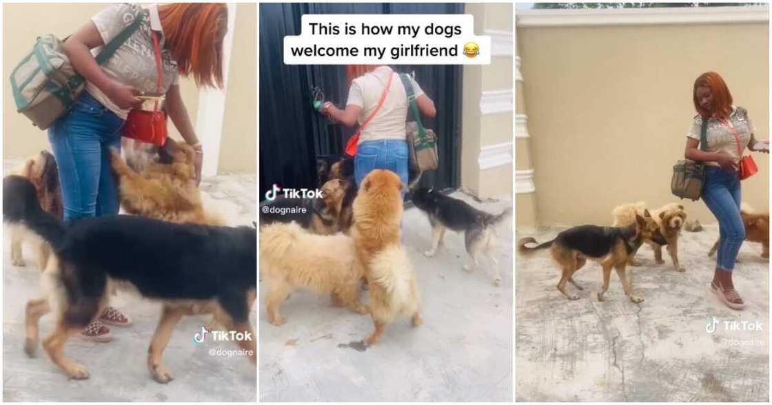 Dogs, Nigerian lady, boyfriend Dogs, Nigerian lady, boyfriend