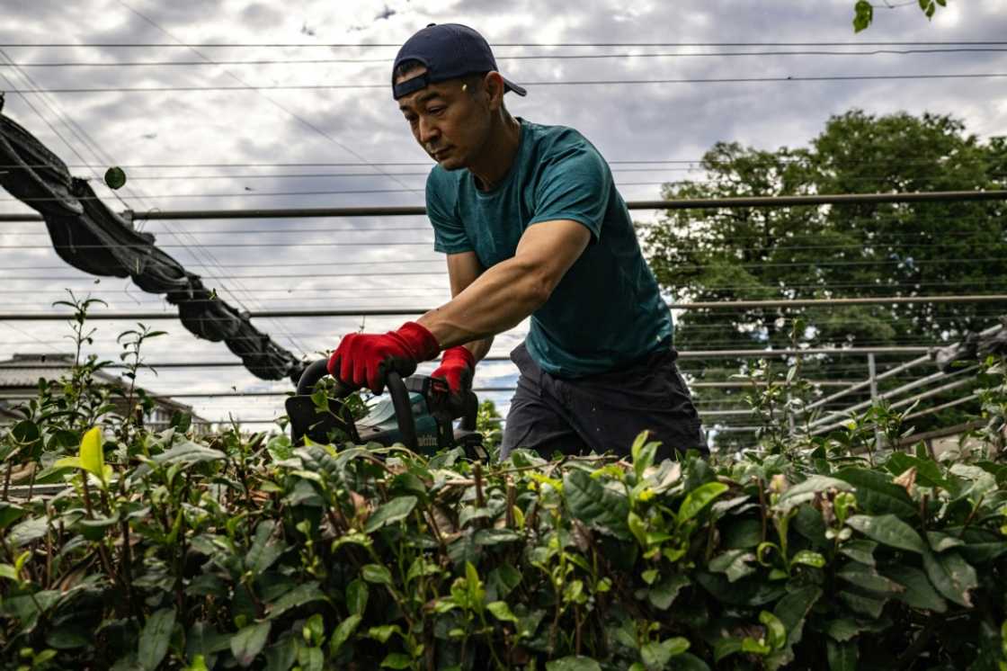 Masahiro Okutomi, working at his farm in Japan's Sayama, says it has been impossible to keep up with the growing demand for matcha Masahiro Okutomi, working at his farm in Japan's Sayama, says it has been impossible to keep up with the growing demand for matcha