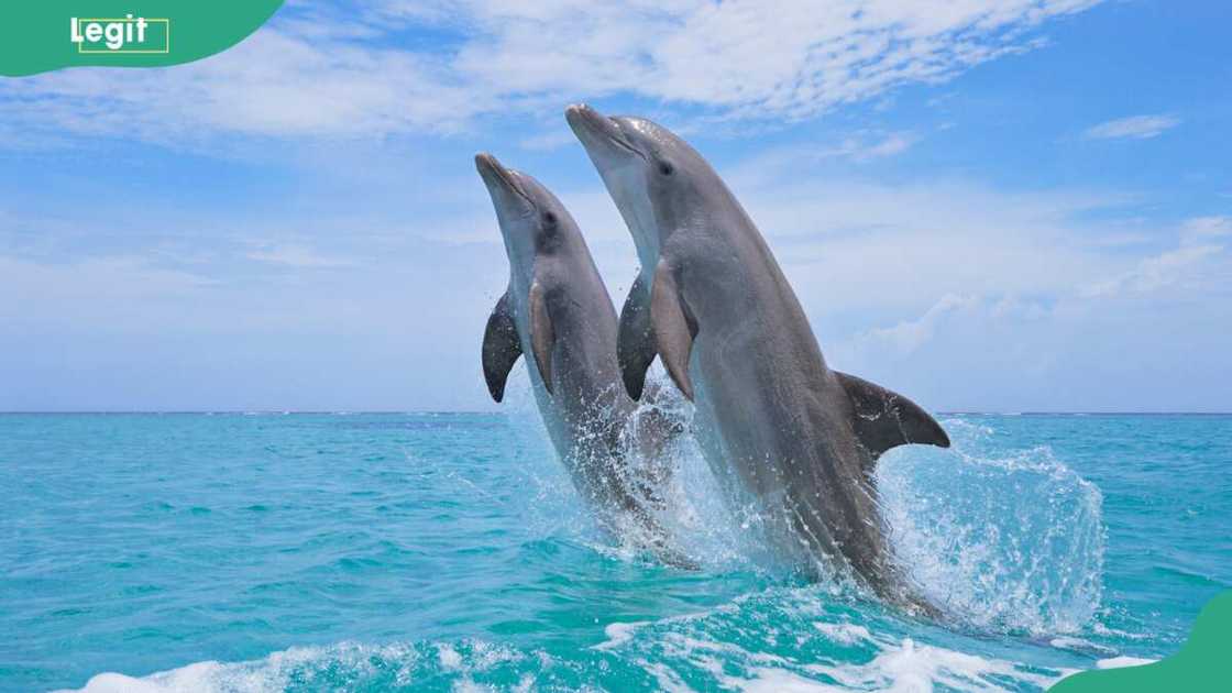 Are dolphins dangerous?