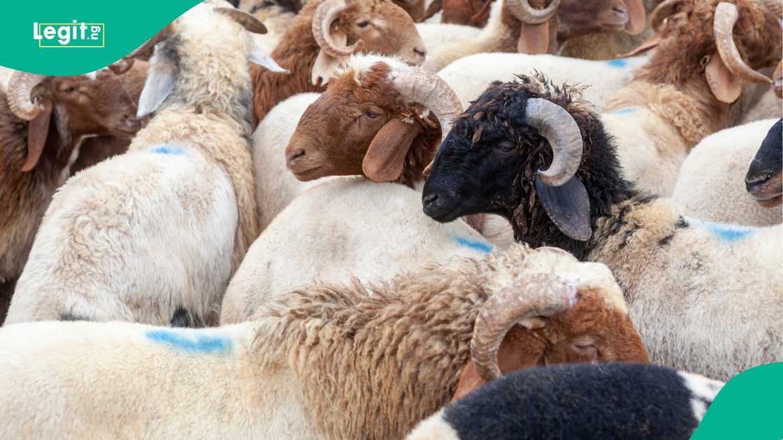 Dubai confirms Qurbani prices for Eid Al Adha 2026, supporting sustainable community development Dubai confirms Qurbani prices for Eid Al Adha 2026, supporting sustainable community development
