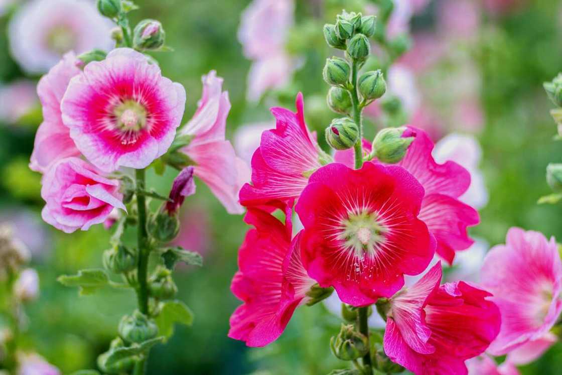 Hollyhocks in a garden