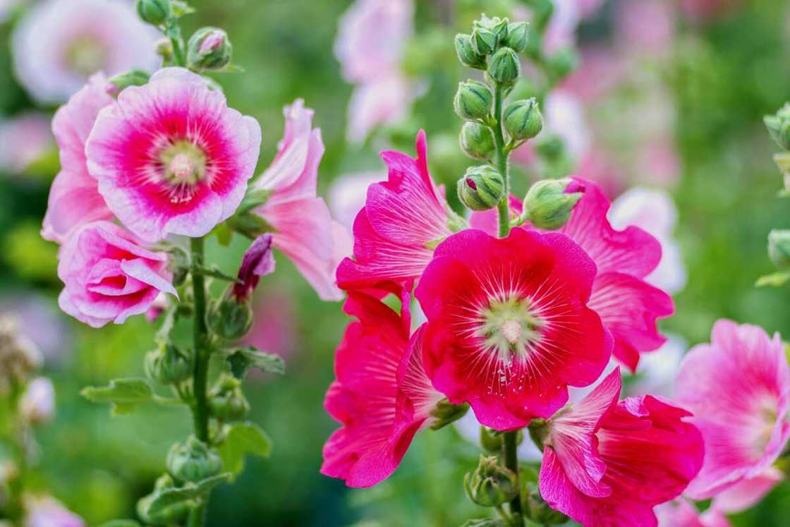 Hollyhocks in a garden Hollyhocks in a garden