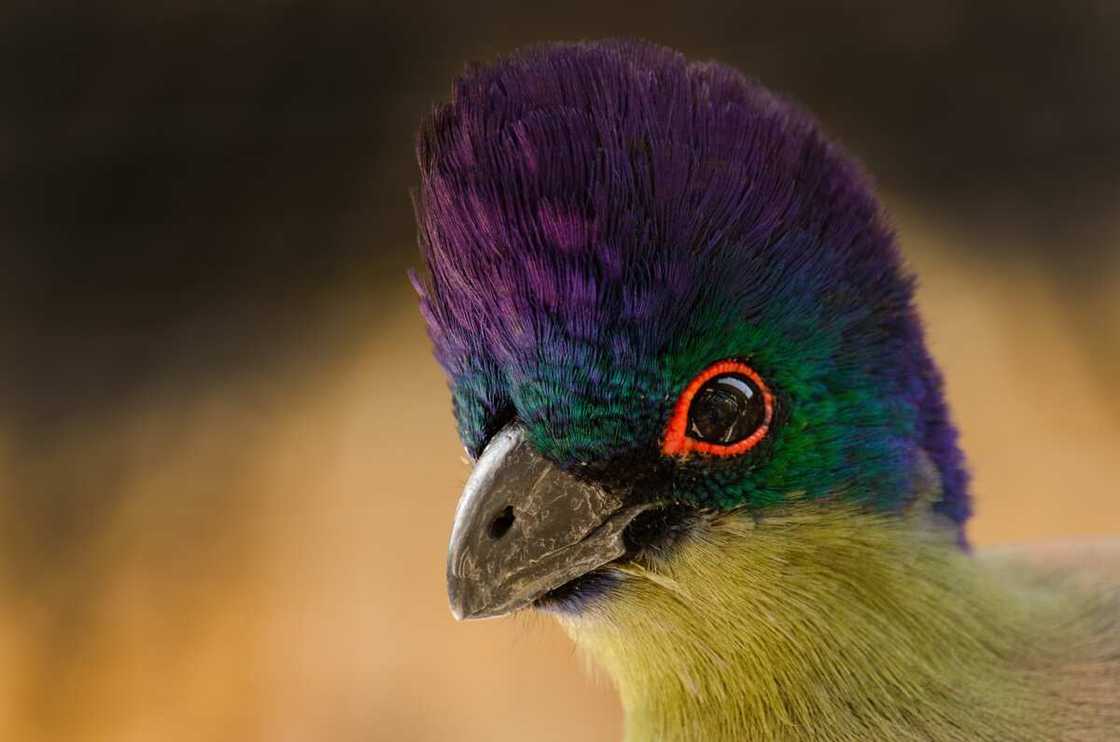 A Purple-crested turaco