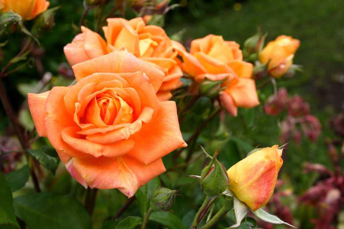 Orange roses